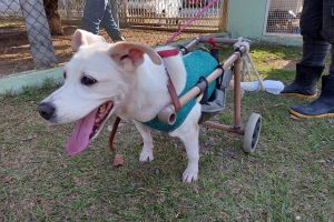Pets deficientes aguardam por um novo lar no CCZ de São José